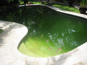pool opens green in spring